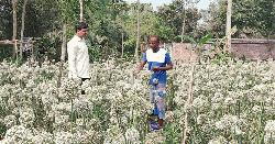হিলিতে তাহেরপুরী পেঁয়াজ বীজ চাষে লাভের স্বপ্ন বুনছেন কৃষকরা