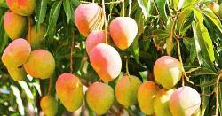 ৫ মে বাজারে উঠছে সাতক্ষীরার মানসম্পন্ন আম