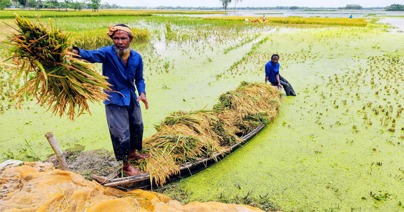 শেরপুর জেলার ঝিনাইগাতী উপজেলার জুলগাঁও গ্রামে তলিয়ে যাওয়া ধান কেটে ঘরে তুলছেন এক কৃষক। সংগৃহীত ছবি