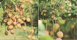 আর এক সপ্তাহ পরই বাজারে মিলবে পাবনার সুস্বাদু লিচু