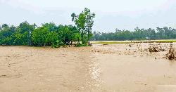 নদীর বাঁধ ভেঙে প্লাবিত ২০ গ্রাম, দুশ্চিন্তায় কৃষকেরা