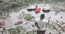 গোপালগঞ্জে গরু বোঝাই ট্রাক খালে, ৪ গরুর মৃত্যু
