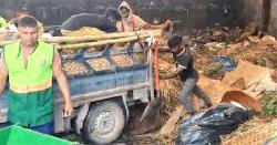 রাজধানীতে চলছে কোরবানির পশুর বর্জ্য অপসারণ