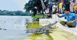 খানজাহান আলী মাজারের কুমির গেল বনবিভাগের খুলনা রিসোর্স সেন্টারে