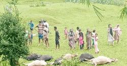মৌলভীবাজারে বজ্রপাতে ১৩ গরুর মৃত্যু