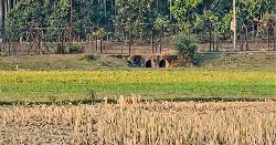 জকিগঞ্জ সীমান্তে উত্তেজনা, বিএসএফের গুলিতে যুবক নিহতের দাবি
