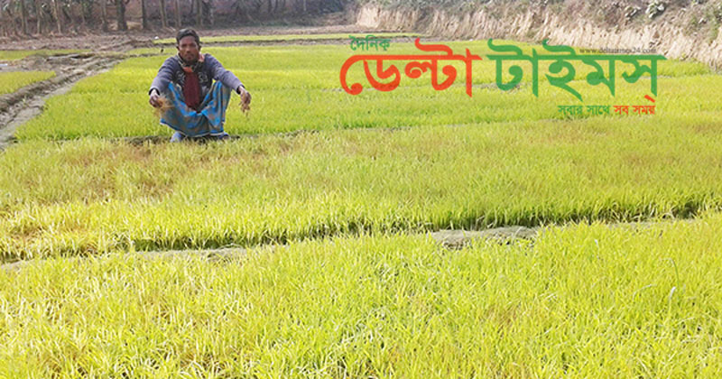 মধ্যাঞ্চলে কুয়াশায় ২০ হাজার হেক্টর বোরো বীজতলা ক্ষতি, ধানের উৎপাদন নিয়ে দুচিন্তায় কৃষকেরা